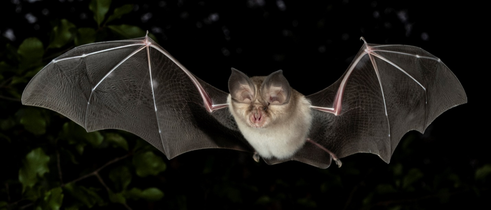 Bats SARS CoV Viruses and Humans The Royal Society of Canada