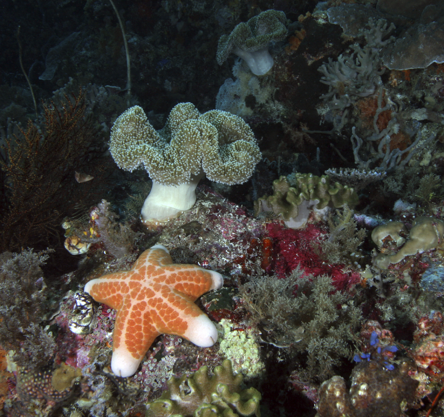 sustaining-canada-s-marine-biodiversity-the-royal-society-of-canada