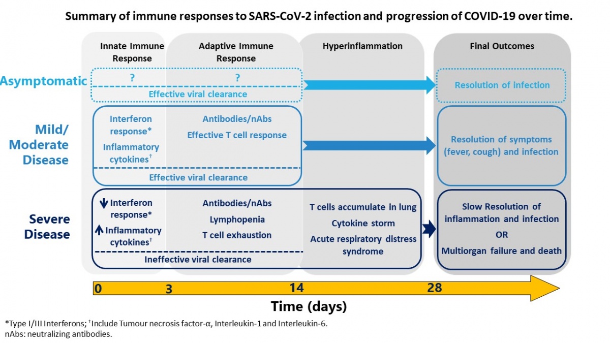 Understanding Immune Responses to SARS-CoV-2