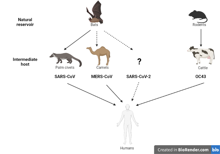 SARS-COV-2: From Secret Life To Global Pandemic | La Société royale du ...